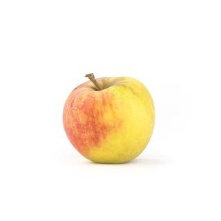 Apfel Elstar
