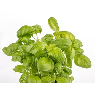 Basilikum für Pesto kg
