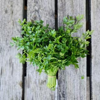 Kräuter Petersilie glatt