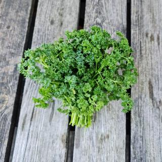 Kräuter Petersilie kraus