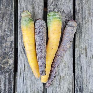 Möhren bunt