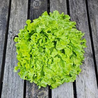 Batavia Salat grün
