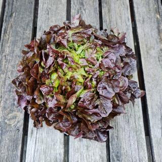 Eichblatt Salat rot